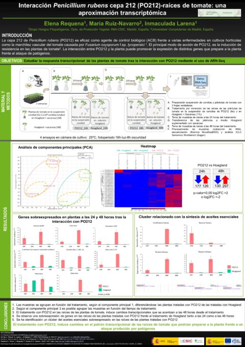 Póster: Interacción Penicillium rubens cepa 212 (PO212)-raíces de tomate: una aproximación transcriptómica