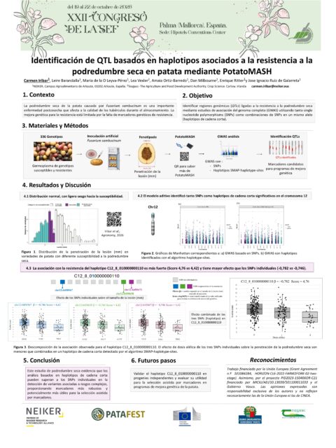 Póster: Identificación de QTL basados en haplotipos asociados a la resistencia a la podredumbre seca en patata mediante PotatoMASH