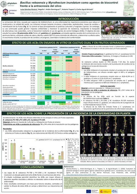 Póster: Bacillus velezensis y Myrothecium inundatum como agentes de biocontrol frente a la antracnosis del olivo