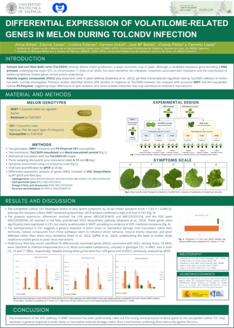 Póster: Differential expression of volatilome-related genes in melon during ToLCNDV infection
