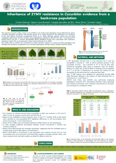Póster: Inheritance of ZYMV resistance in Cucurbita: evidence from a backcross population