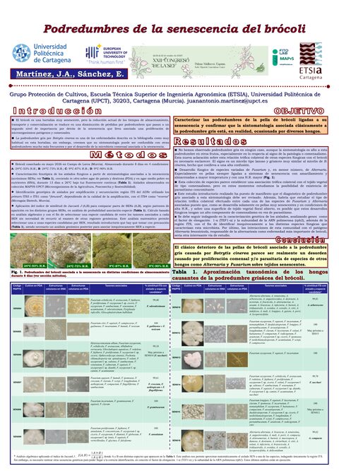 Póster: Podredumbres de la senescencia del brócoli