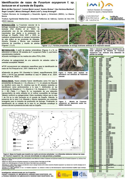 Póster: Identificación de razas de Fusarium oxysporum f. sp. lactucae en el sureste de España.