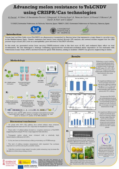 Póster: Advancing melon resistance to ToLCNDV using CRISPR/Cas technologies