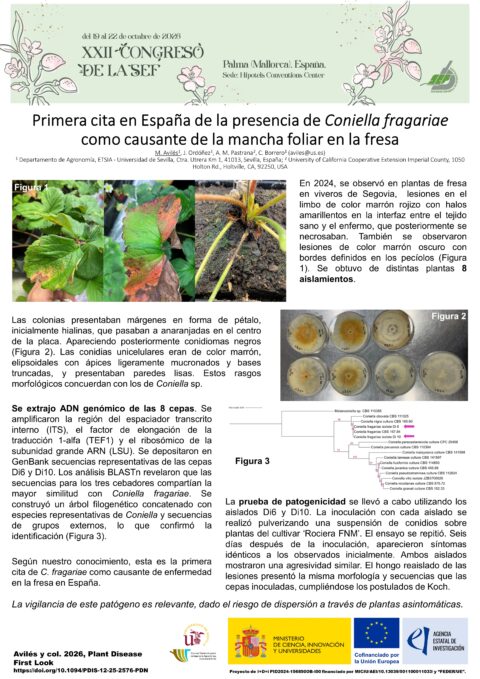 Póster: Primera cita en España de la presencia de Coniella fragariae como causante de la mancha foliar en la fresa (Fragaria x ananassa)