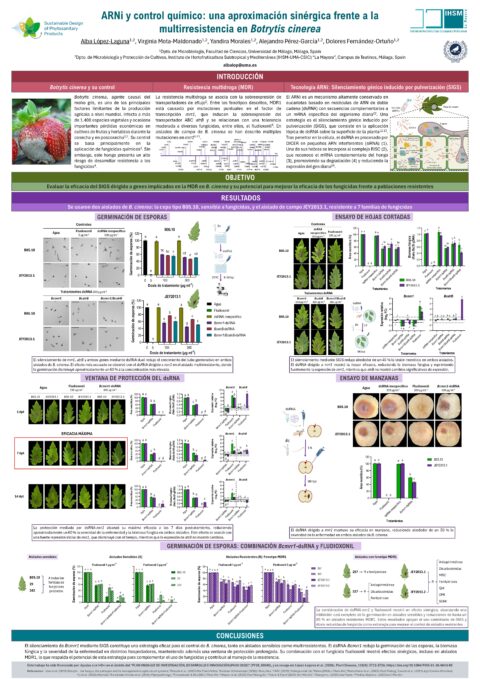 Póster: ARNi y control químico: una aproximación sinérgica frente a la multirresistencia en Botrytis cinerea