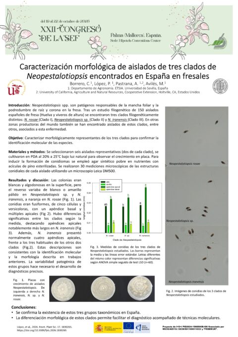 Póster: Caracterización morfológica de aislados de tres clados de Neopestalotiopsis encontrados en España en fresales