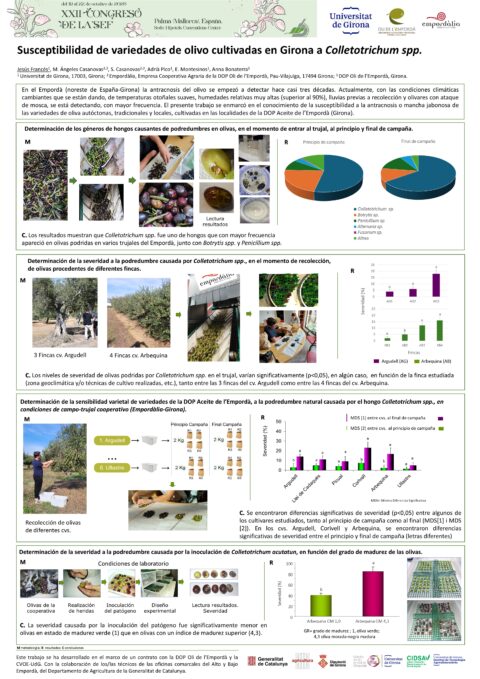 Póster: Susceptibilidad de variedades de olivo cultivadas en Girona a Colletotrichum spp.