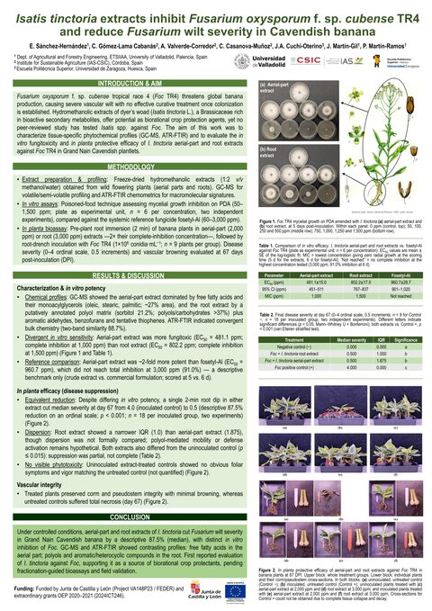 Póster: Extractos de Isatis tinctoria contra Fusarium oxysporum f. sp. cubense TR4