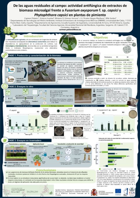 Póster: De las aguas residuales al campo: actividad antifúngica de extractos de biomasa microalgal frente a Fusarium oxysporum f. sp. capsici y Phytophthora capsici en plantas de pimiento