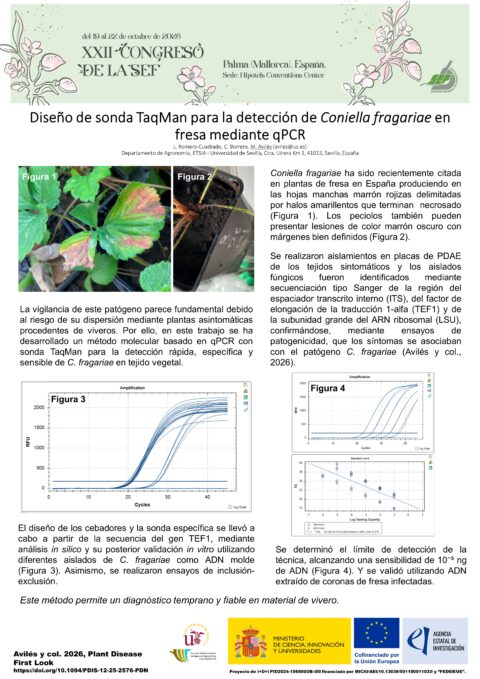Póster: Diseño de sonda TaqMan para la detección de Coniella fragariae en fresa mediante qPCR