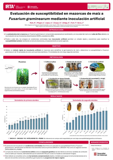 Póster: Evaluación de susceptibilidad en mazorcas de maíz a Fusarium graminearum mediante inoculación artificial