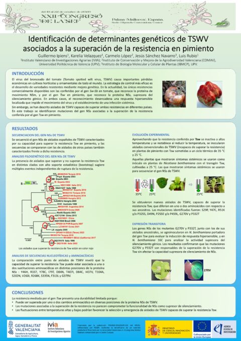Póster: Identificación de determinantes genéticos de TSWV asociados a la superación de la resistencia en pimiento