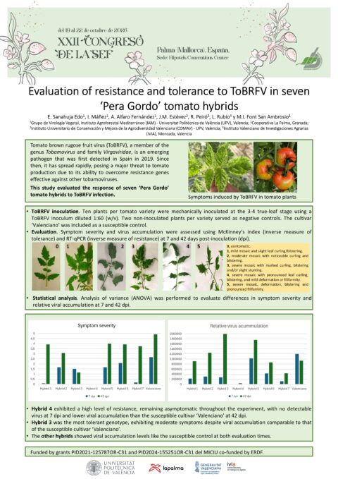 Póster: Evaluation of resistance and tolerance to ToBRFV in seven ‘Pera Gordo’ tomato hybrids